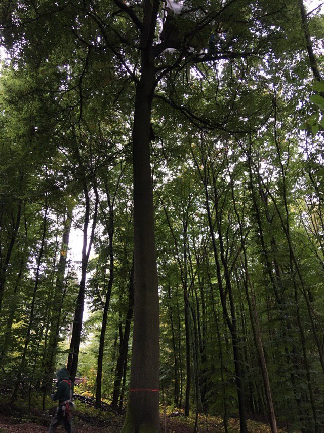 Wir haben ein neues #Baumhaus an einem weiteren Ort auf der Trasse der #keineA49. 
Wir sind weiter guter Dinge trotz schlechtem Wetter.

#WaldStattAsphalt #Verkehrswende