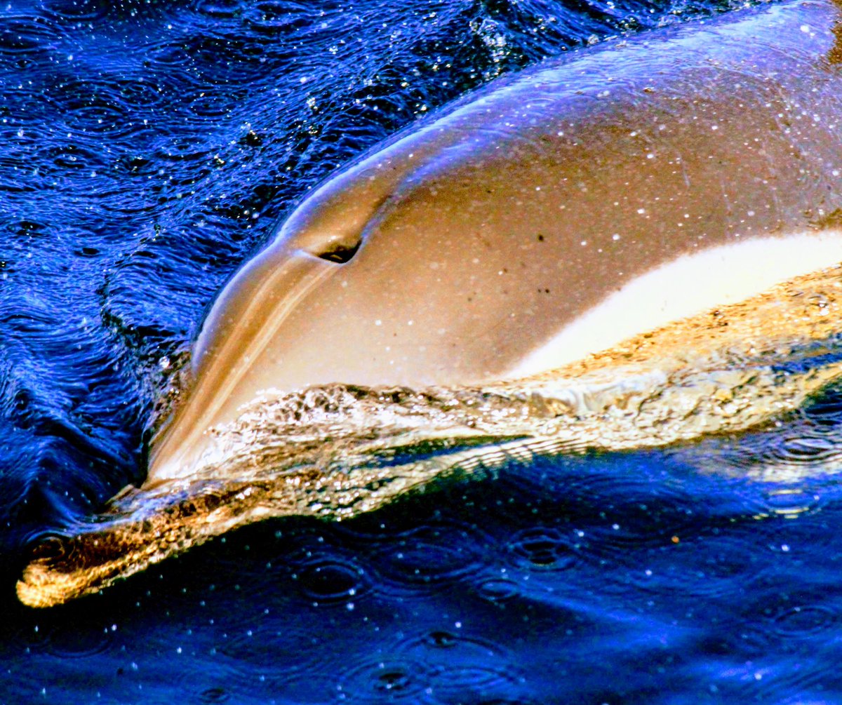 Verlos jugar en la proa, saltando, acariciándose y de repente salen a respirar a escasos centímetros de tí, esa sensación es inigualable...
Delfín común, Izurde arrunta (Delphinus delphis) 
#delfincomun #izurdearrunta #delphinusdelphis #verballenas #porlosoceanos