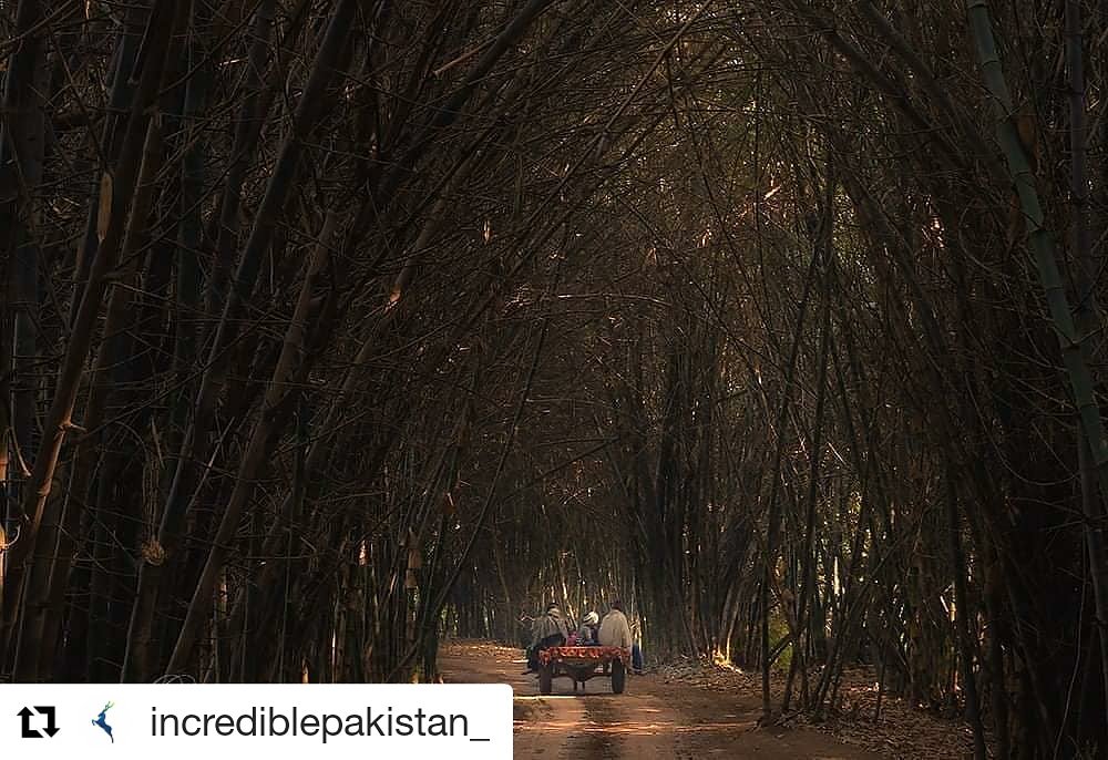 #Repost @incrediblepakistan_
#Repost @s_m_bukhari
A Way To Go
.
#islamabad  #lahore #pakistan #historicalplaces  #beautifuldestinations #nikonyourshot #nikonphotography #picoftheday #earthpix #cinematographytravel #nikonasia #mountaintop  #bbcearth #streetphotography
