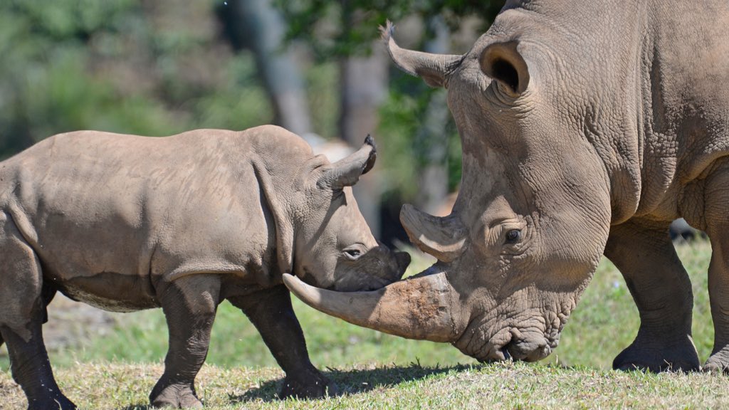 Australia Zoo At Australiazoo Twitter - 
