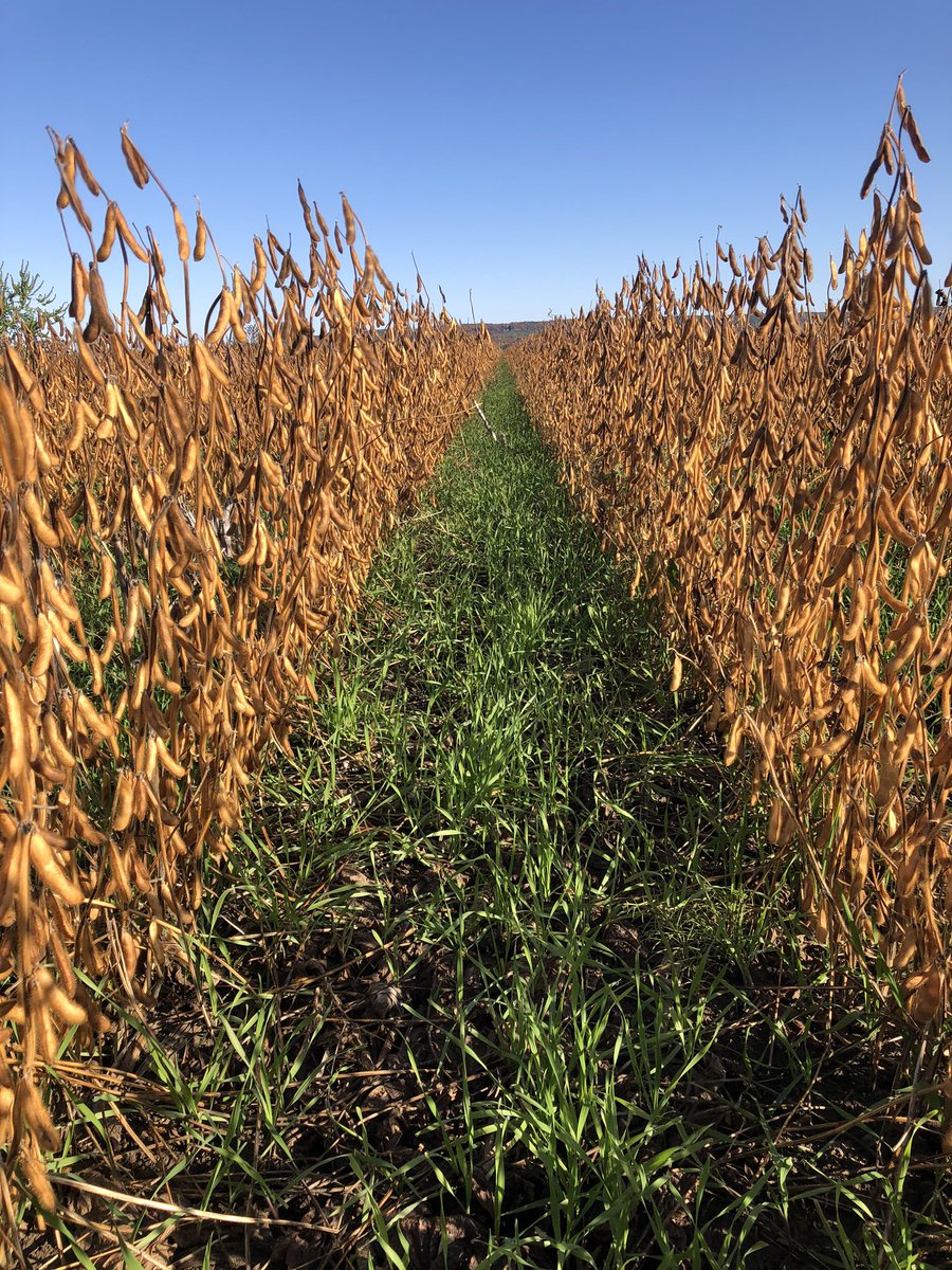 MikeVerdonck's tweet photo. Beauty.  Stripped soybeans into corn.  Broadcasted rye early sept. https://t.co/YwGX8t9j0z