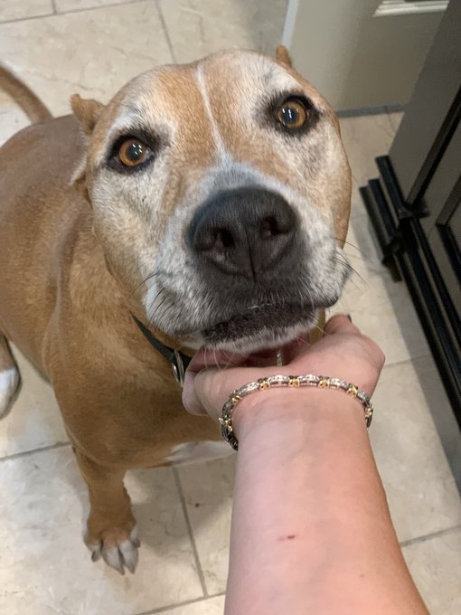 I know I&rsquo;m not supposed to have favorites. But I do. lol. He&rsquo;s my #RockStar #rockythecorso #aggresivemyass<a href="/tag/rockstar"class="tags"><span>#rockstar</span></a><a href="/tag/rockythecorso"class="tags"><span>#rockythecorso</span></a><a href="/tag/aggresivemyass"class="tags"><span>#aggresivemyass</span></a>