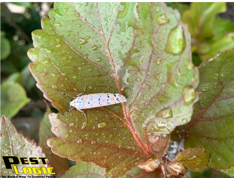 Pest_Logic's tweet image. #TriviaTuesday

The Ornate Bella Moth contributes alkaloids to her eggs making them toxic to potential predators! 

#PestLogic #TheSmartWayToControlPests #SouthFlorida #PestControl #Rodents #Termites #LawnAndOrnamental #ShopLocal
