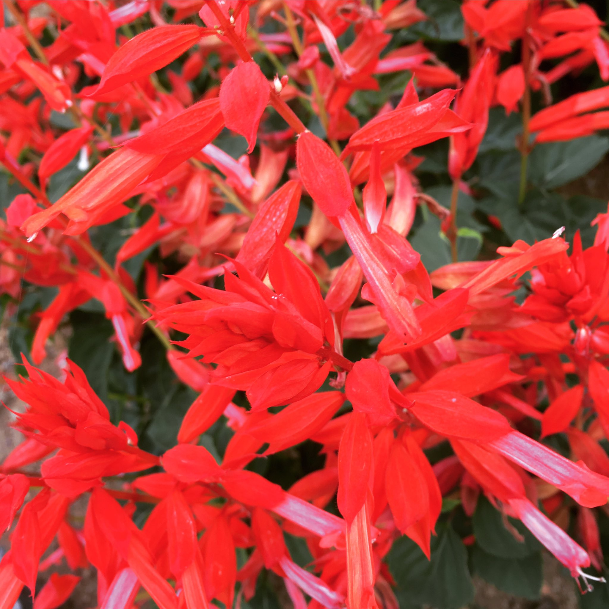 池ポチャ野郎 鮮やかな赤い花 サルビア セージ 緋衣草 花 フラワー 赤い花 暑さに強い花 鮮やかな赤い花 T Co Ecrrhqiaq7 Twitter