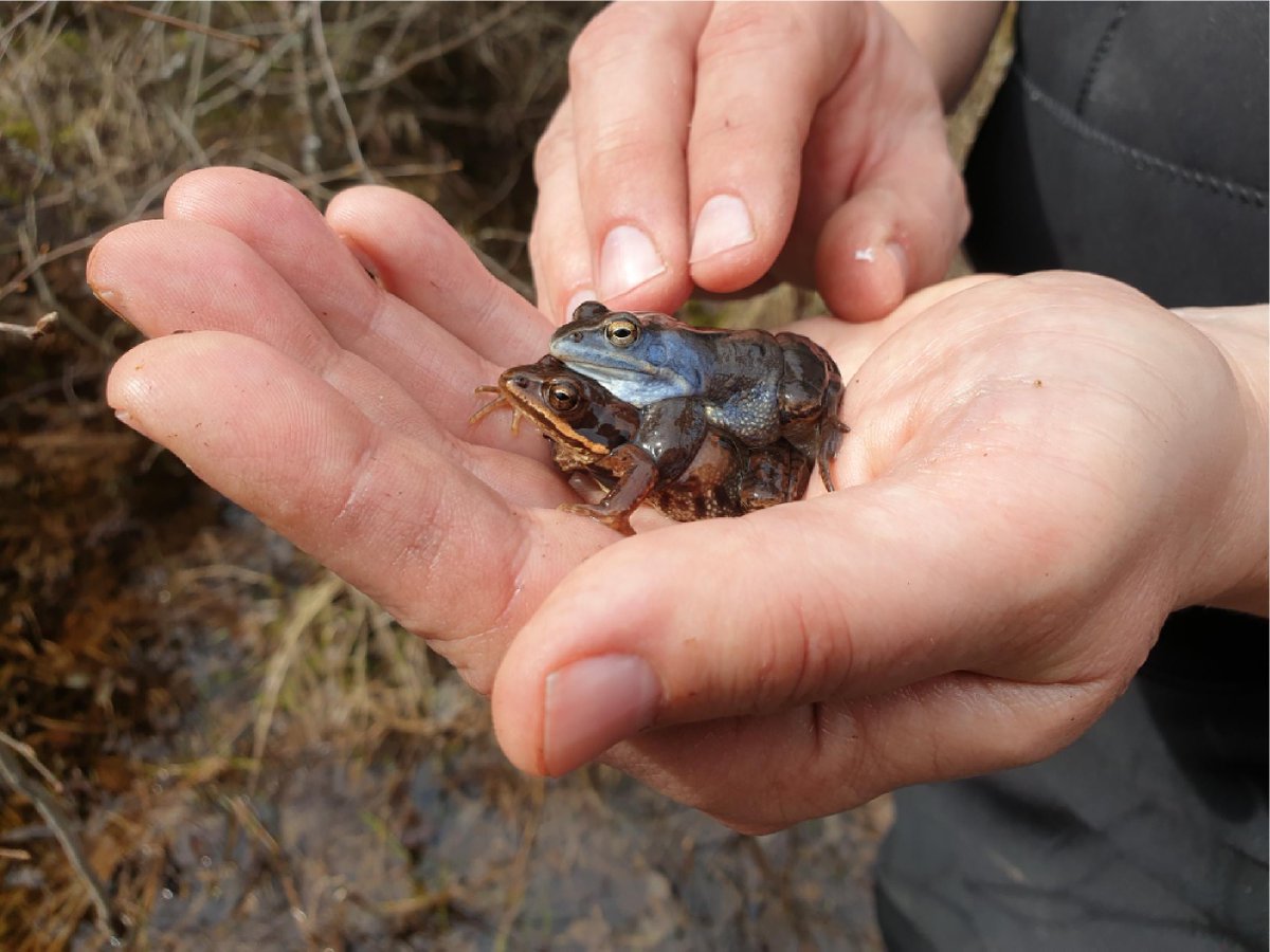 For this frog, neutral and selective forces influenced genetic variation. Learn about a contact zone between lineages, and how neutral and putatively adaptive markers tell contrasting stories: buff.ly/338YS23 @RodinMorch <a href="/E_Luquet_LEHNA/">Emilien Luquet</a> <a href="/BoixRichter/">Alex Richter-Boix</a> @JacobHglund1