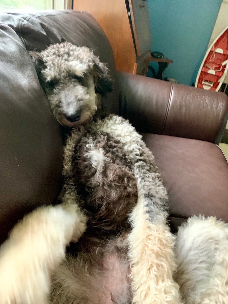 Bether4's tweet image. What do you mean it’s only Tuesday? #bernedoodles #grootthebernedoodle