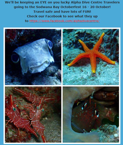 Alpha Dive Centre tweet media