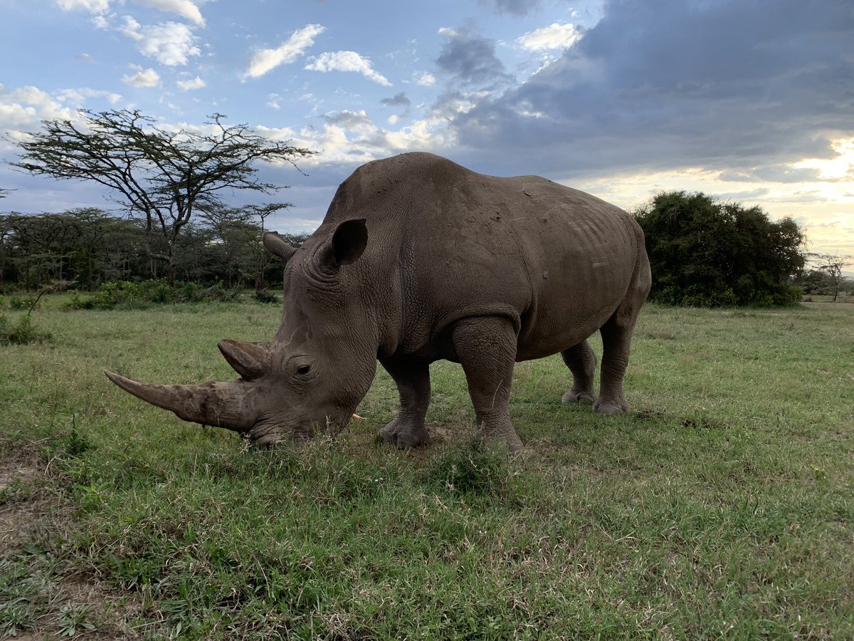 How has man allowed such a magnificent species to disappear-  one of only two surviving Northern White Rhinos on planet earth. <a href="/tusk_org/">Tusk</a> #TuskSymposium