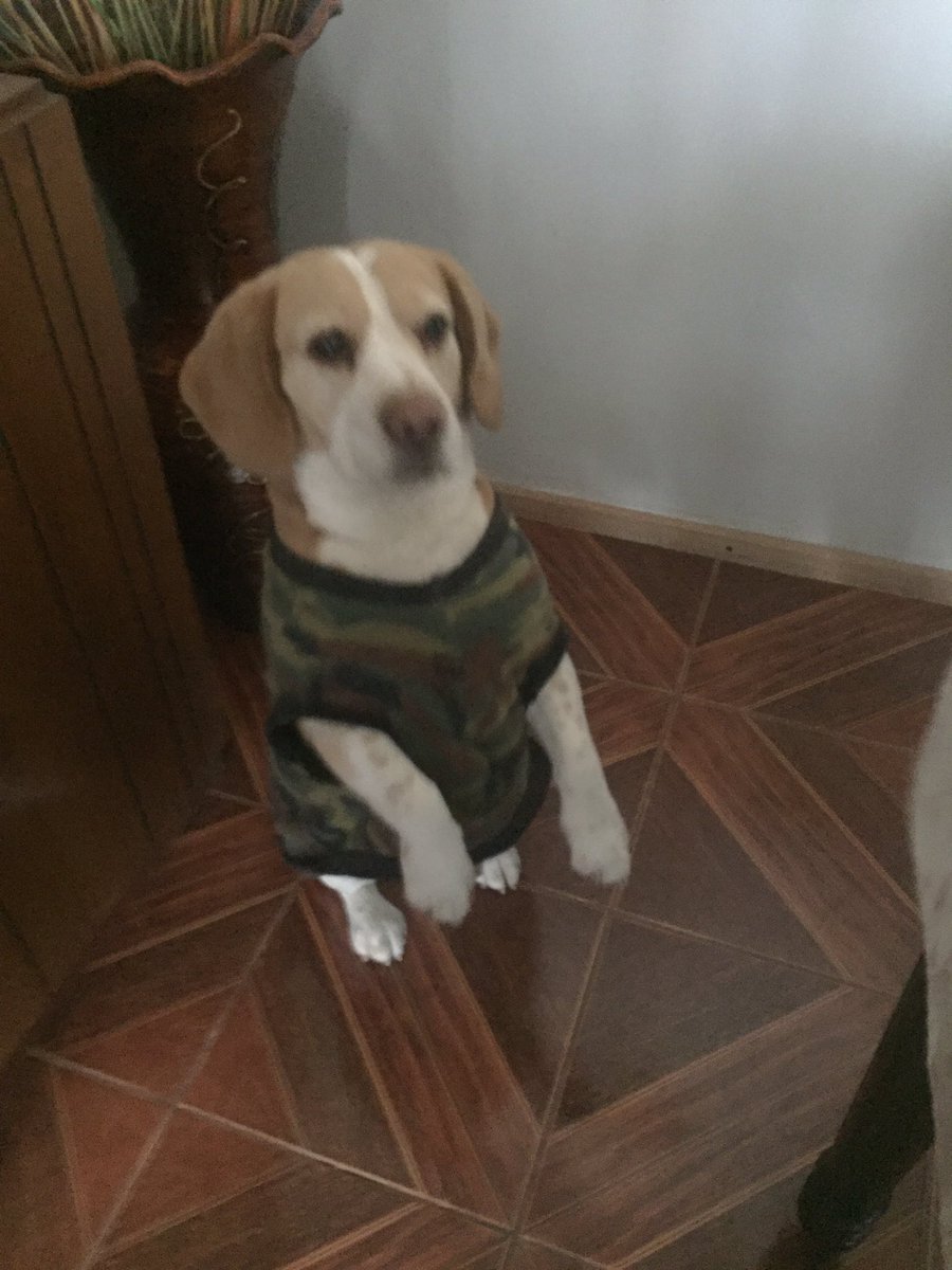 Tommy__Beagle's tweet photo. Hello 🐶🥰 https://t.co/yymcPNHlec