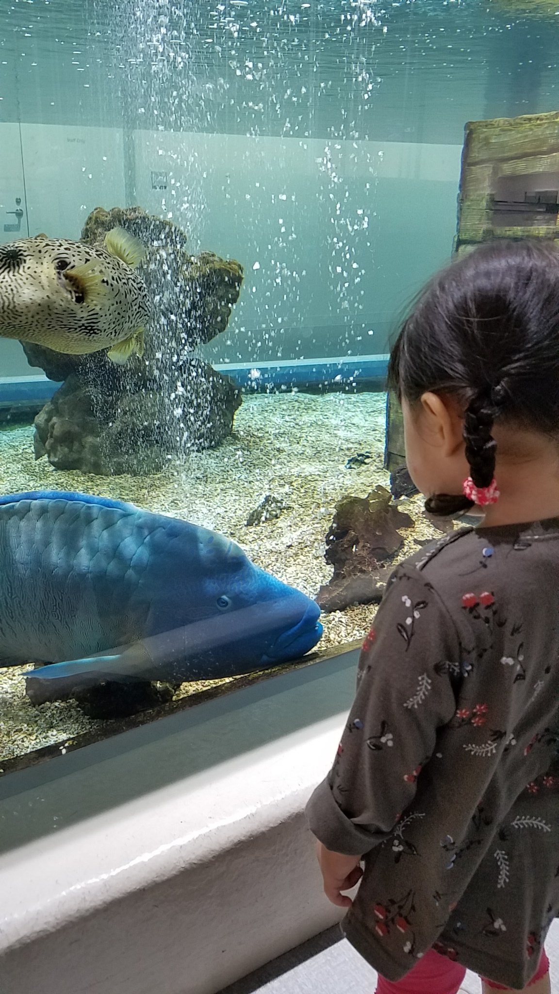 ドリ 4y 魚を見たい娘を連れてニフレル行ってきた コブダイを クジラ と言い カタナ 魚 チューイチュイ ペンギン カワウソにくぎづけ 手で影絵を作りお絵かきもして楽しかったようでした T Co Rdd6jinnr3 Twitter