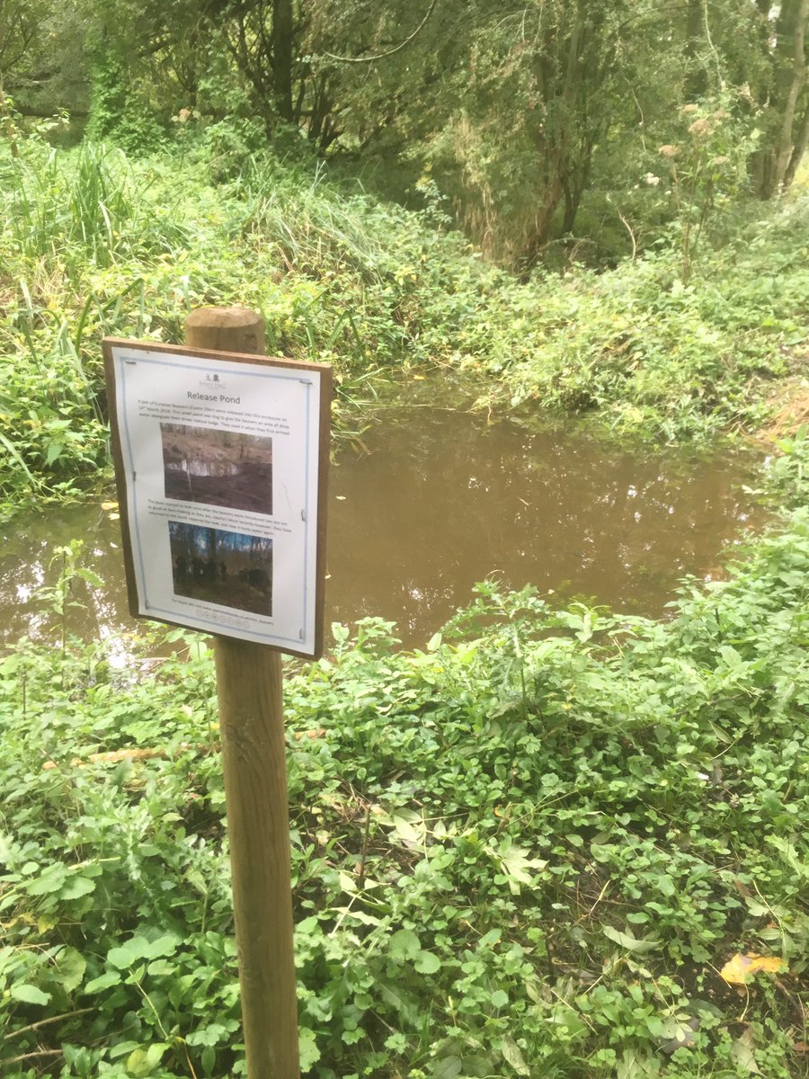 EECOSLtd's tweet photo. We got to visit the site of Essex’s Beaver reintroduction today and my goodness the way these species have already transformed a relatively small area and created pools of water is amazing. The wet wood they created and the ecological benefits were evident in abundance #beavers https://t.co/6zwJrK8j9E