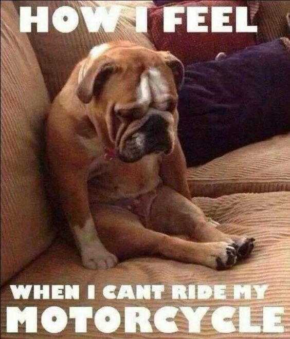 DKCustom1's tweet photo. That feeling...
#thatfeeling #cantride #ride #wannaride #sad #riding #justride #harleydavidson #motorcycles #road #time #motorcycle #bikelife #harleylife #lifebehindbars #ftw #rideordie #idratherberiding #dkcustom #stockbikessuck #livefree #ridefree https://t.co/3kxEAu8lZX