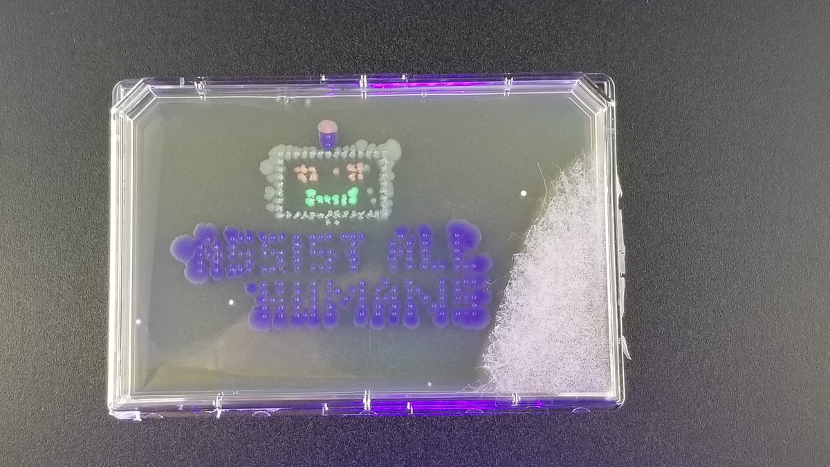 Check out this agar art by <a href="/CountrCultrLabs/">Counter Culture Labs</a>! They put bacteria into agar using our pipetting robot, and it expresses whatever color was added to it as it grows. Very cool 🎨 👩‍🔬👨‍🔬 #AgarArt #scienceisart #robots