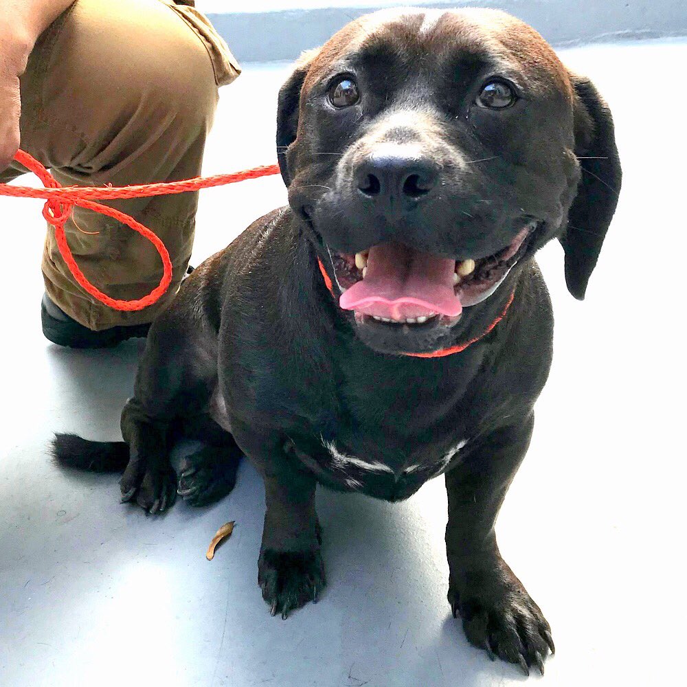 MorrisAnimal's tweet photo. Meet Bruce! Millionaire playpooch by day... Batpup (the world’s cutest dogtective) by night! Well, not quite. This chihuahua/pit-mix boy just arrived &amp; is very timid, but super-sweet &amp; loves petting. Help him face his fears and find a home. Adopt: https://t.co/hV4WovOnNV or RT! https://t.co/3rGKEu75pa