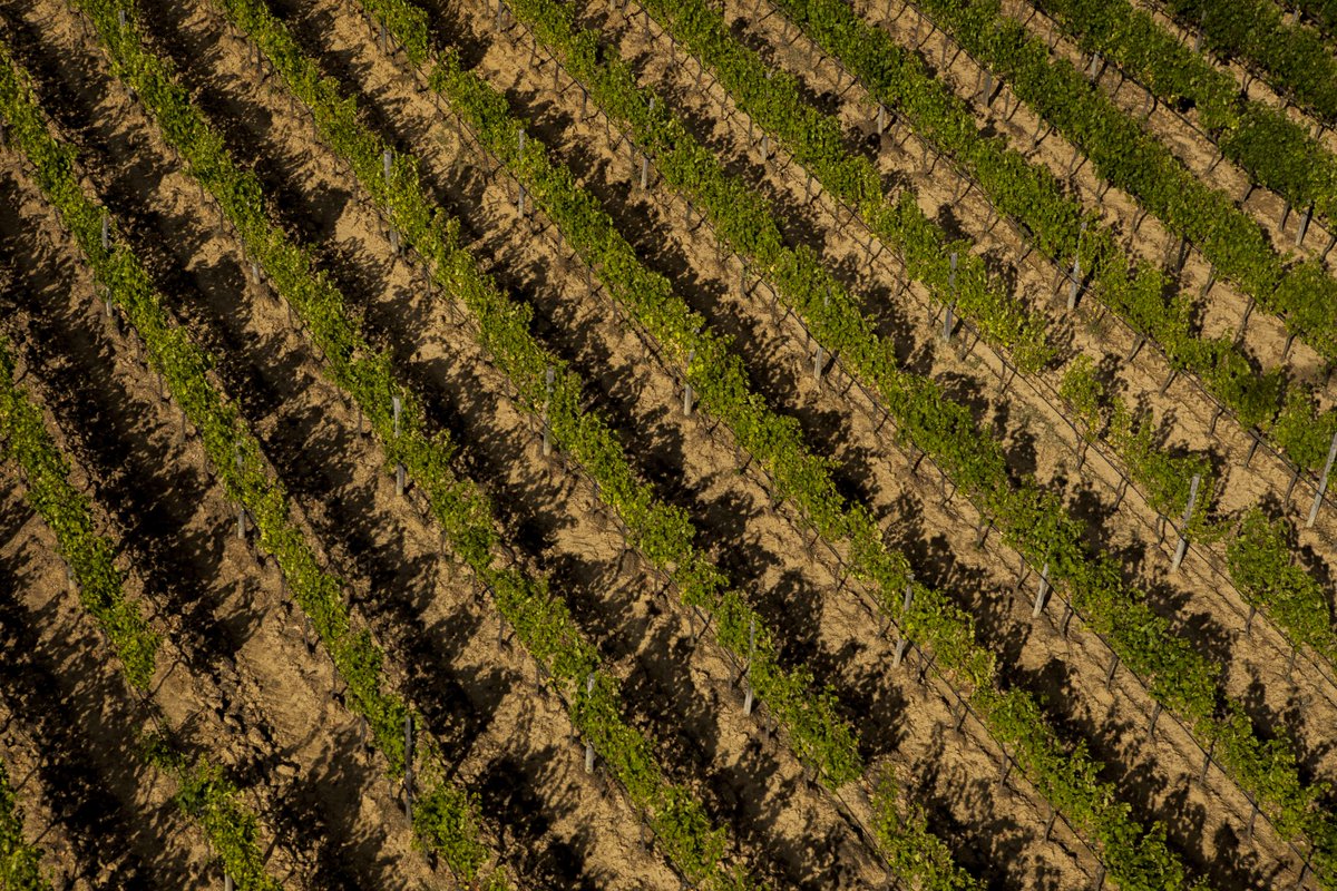 The more beautiful the vineyard, the more beautiful the wine. Our post-harvest vines prepare for the mild fall season.
