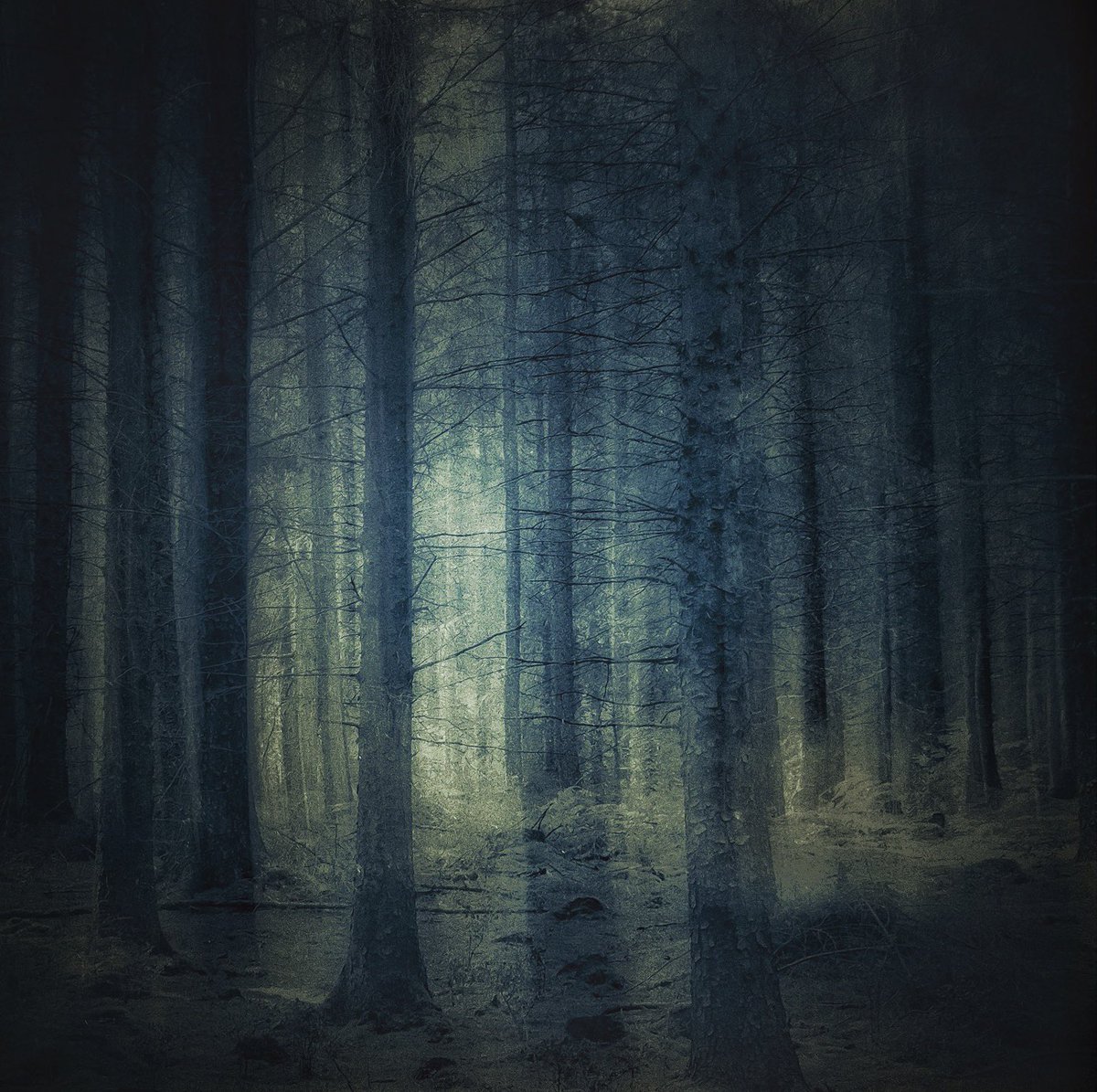 GoswellSean's tweet photo. The woods 
Within one mile 
#photography https://t.co/2SomJLh8yH