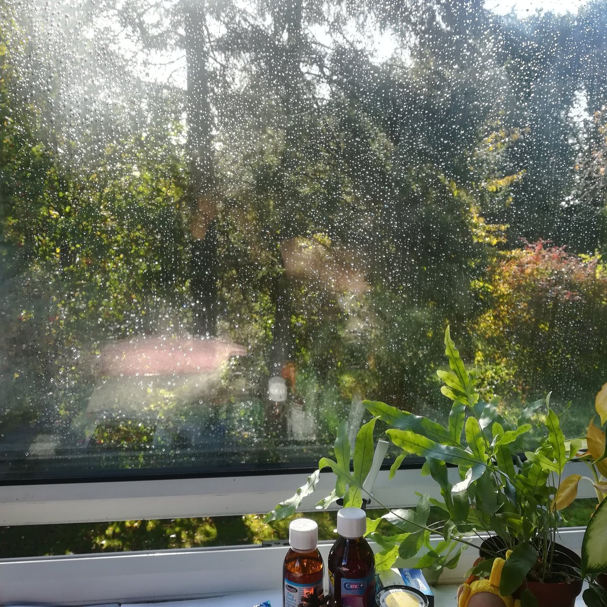 部屋から見る雨上がりの景色。こんなに美しい部屋に住んでいるのに、あんまり気が付かずに過ごしていたんだな。水滴が光って、木漏れ日がさしてとてもきれい。