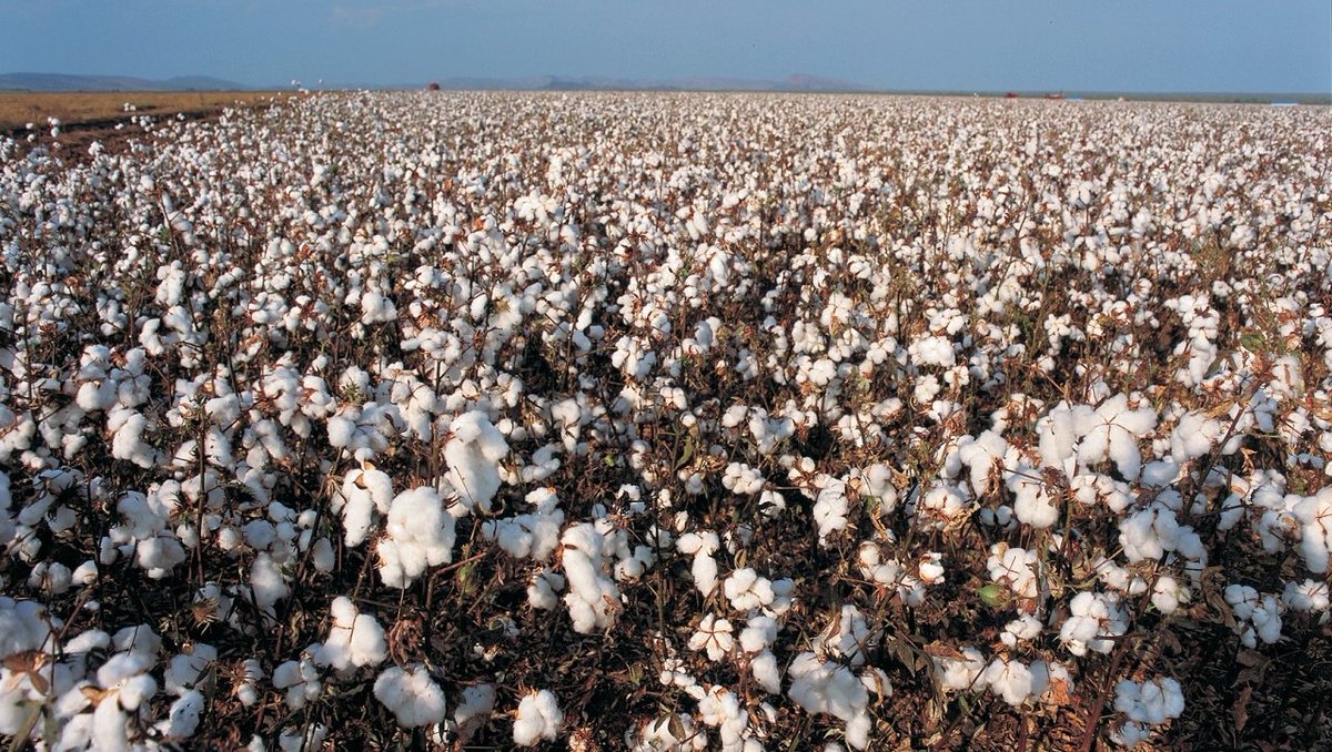 agroyields's tweet photo. In commemoration of the 2019 World Cotton Day observed yesterday 7 October 2019, Agroyields presents farmers with tips on starting a cotton farm.

Cotton Farming in Nigeria: Step by Step Guide

1. Acquiring the Land: 

2. Planting 

3. Harvesting:

4. Selling Your Cotton: https://t.co/kVUcDt7uiL