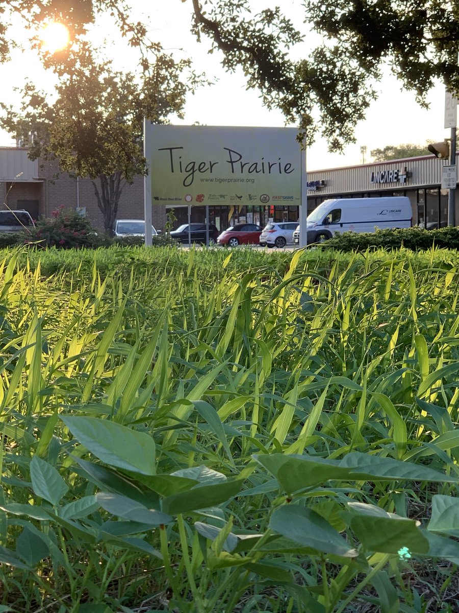 TigerPrairie's tweet photo. Today’s the day!!!  356 plants from Morning Star Prairie Plants going in at the Tiger Prairie!  Check out Mrs. Keith’s APES students hard at work!! @MrsKeithKHS https://t.co/Q8QOMw3SjE