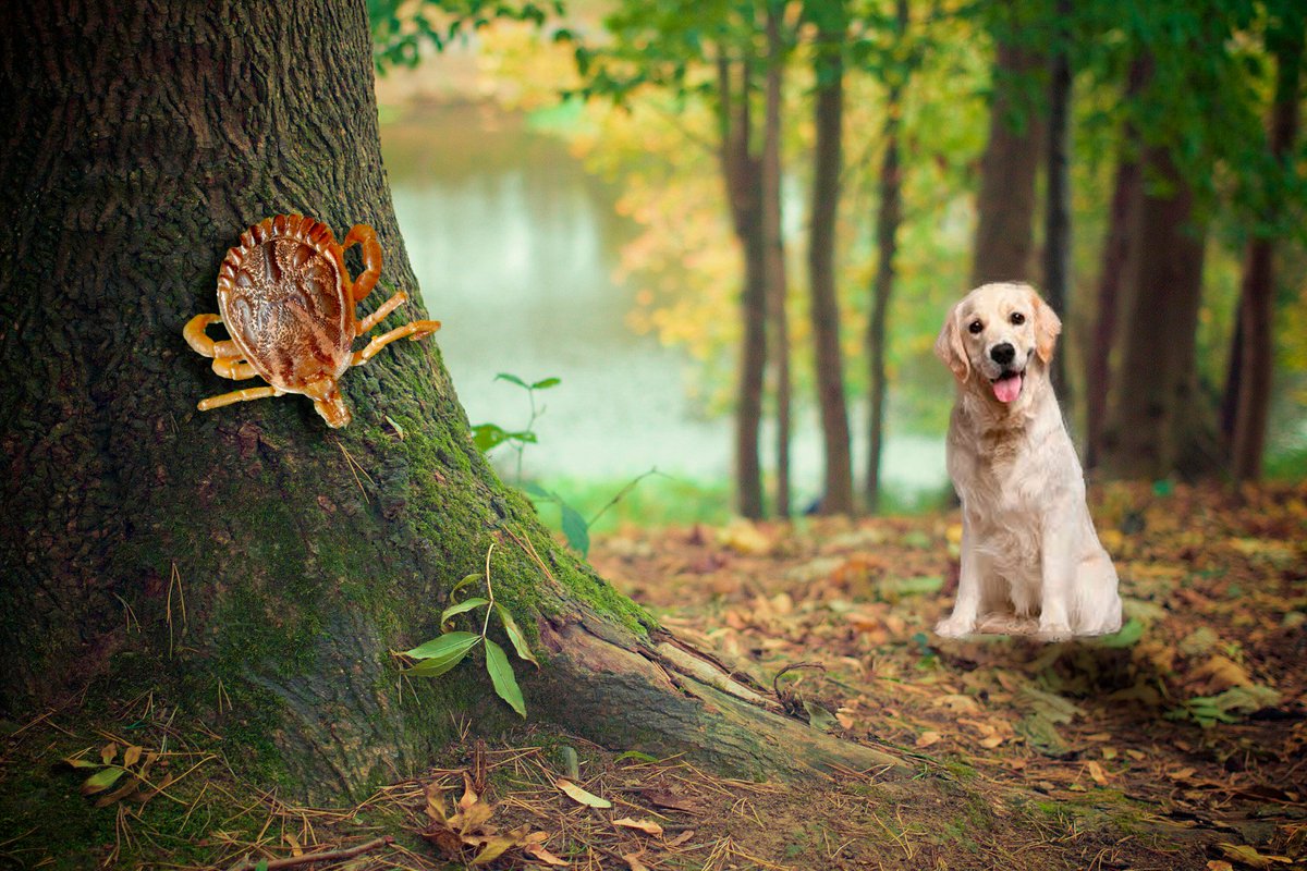 Llega el otoño, #perros también detectan el #cambio de #tiempo #polen, #humedad pueden ser #nocivos para tu #mascota, #parásitos, los parques y bosques se llenan de #garrapatas 
<a href="/Residogcan/">Residog</a> , época en la que no debemos descuidar la #vigilancia  #perro residogvalencia.es