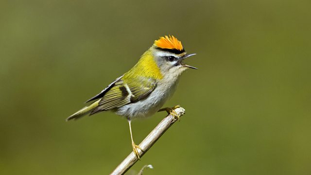 The tiny firecrest, a scarce migrant bird and winter visitor to the UK, was spotted by @Shaftesburyplc in Kingly Court, Carnaby. Further #urbangreening, such as that being promoted by #WildWestEnd may help to increase sightings of these colourful birds in central London.