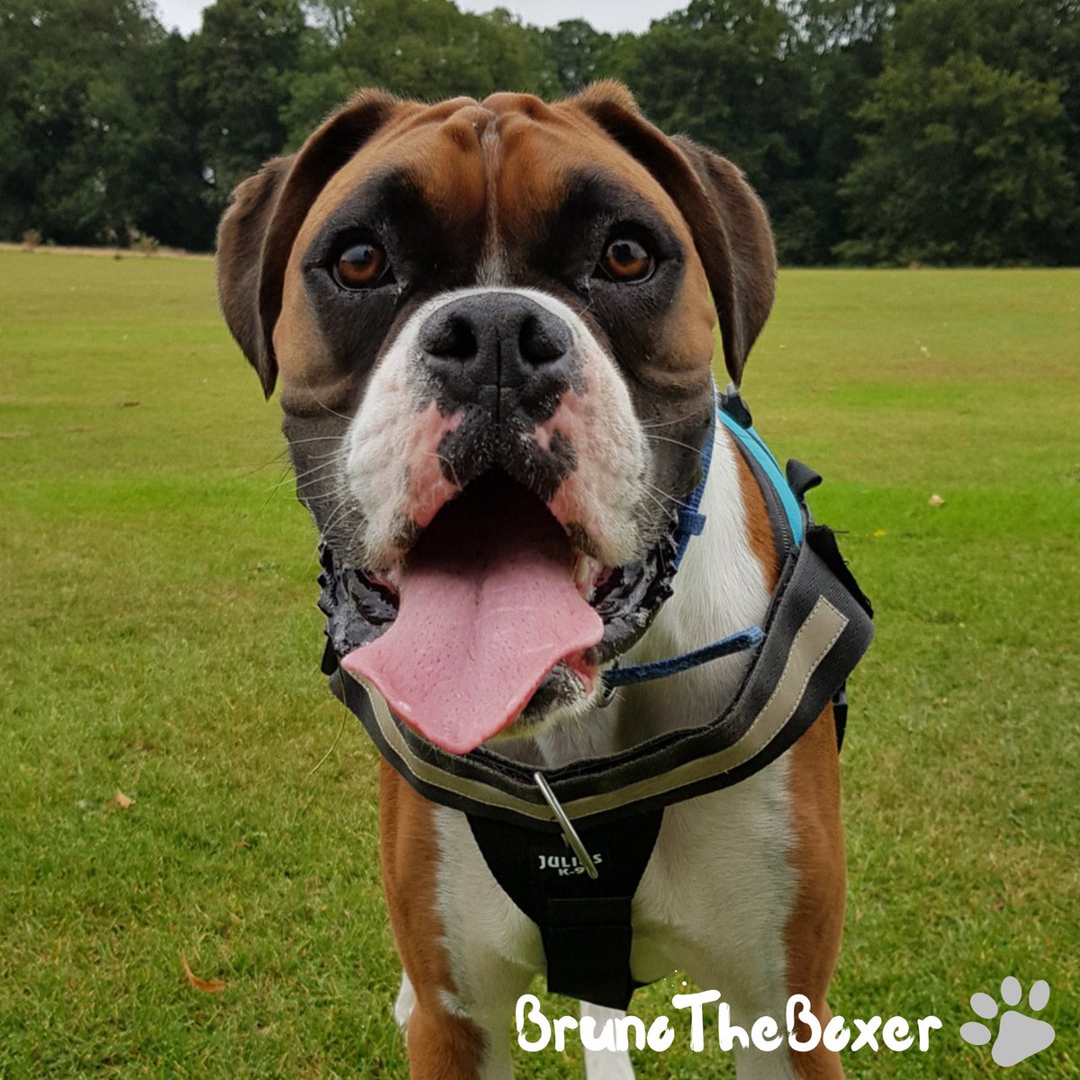 BoxerBruno24's tweet photo. Happy t👅t guys! I hope you all had a great day 😘
QOTD: What harness do you have?🐕
•
•
•
•
•
•
•
#tot #tongueouttuesday #boxerdogdaily #boxertongue #dogstongue #tongue #tuesday #tuesdayface #tuesdaytongue #petstongue #tongueout #petstongueout #dogstongueout #boxer https://t.co/1vIoqfxdlO