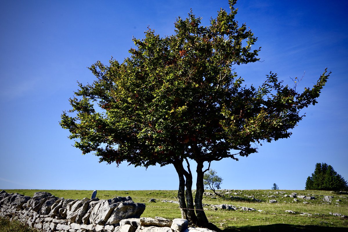 Shapes of beauty 
#landcsacpapephotography #Switzerland