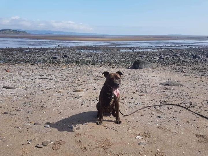 This is Harley he’s 4yo a bit of a bigger boy. Likes other dogs &amp; kids but no cats, livestock or small furries. He’s sweet full of fun &amp; affection. Doesn’t always like to give toys back but will swap for food. Pm if interested pls RT #AdoptDontShop #rehomehour #Staffy #dog #ffh