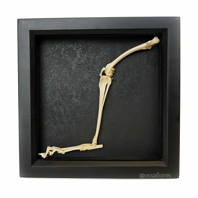 ossaflores's tweet photo. Last framed skeletal rabbit leg 🙂
Decorative metal corners can be added to the frame too!

#skeleton #skeletal #animalbones #animalskulls #skulls #claws #rabbits #rabbitbones #rabbitfoot #legbones #realbones #anatomy #darkart #boneart #framedskulls #… https://t.co/725YxVPIob https://t.co/3wmuDGdKcv