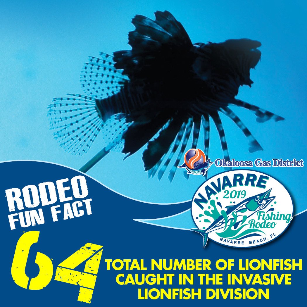 NavarreRodeo's tweet photo. Rodeo Fun Fact, 64 Lionfish were caught! Thank you to our sponsors and participants!  #relaxinnavarre #navarrebeach #navarrebeachpier #navarrebeachfishingpier #navarrebeachfishing https://t.co/WCPwhl7qjS