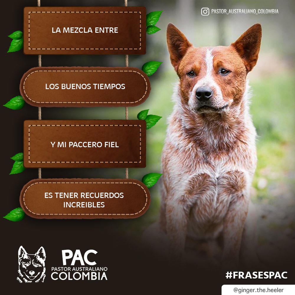 ColombiaPastor's tweet photo. Cuantos grandiosos recuerdos tenemos al lado de nuestros amados peludos, yo cuento más de 1000 💞🐺
•
•
#pastoraustralianocolombia #pastorganaderoaustraliano #australiancattledog #PAC #blueheeler #pastoraustraliano #pastoraustralianoganadero #frasespac https://t.co/AqNtWKlzqk