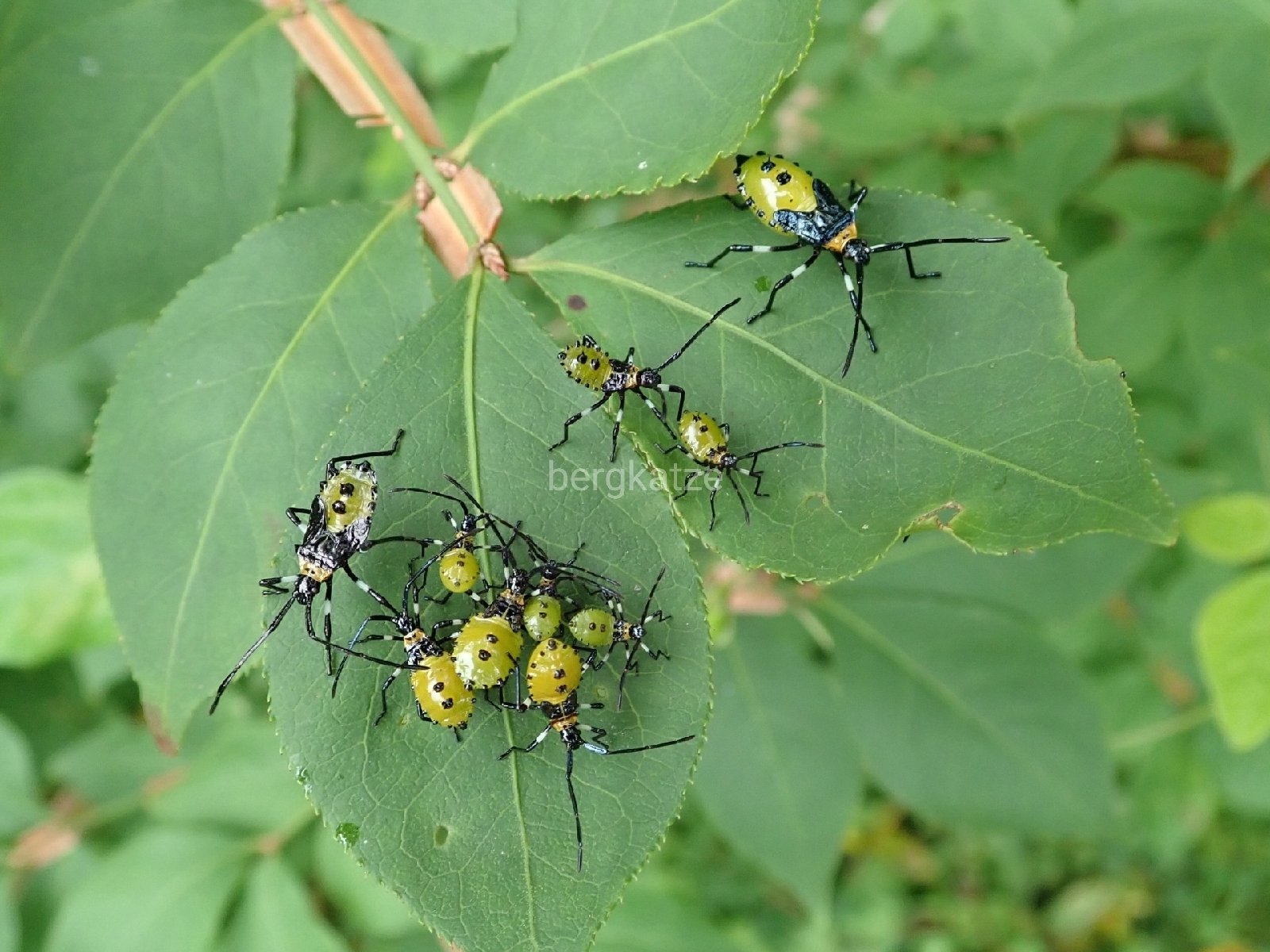 Bergkatze べるくかっつぇ Auf Twitter キバラヘリカメムシ Plinachtus Bicoloripes Scott 1874 マユミでたくさん見られるが ニシキギでも見られる どちらもその辺に生えているので 目にする機会の多いヘリカメムシだ 異翅 ヘリカメムシ科 キバラヘリカメムシ