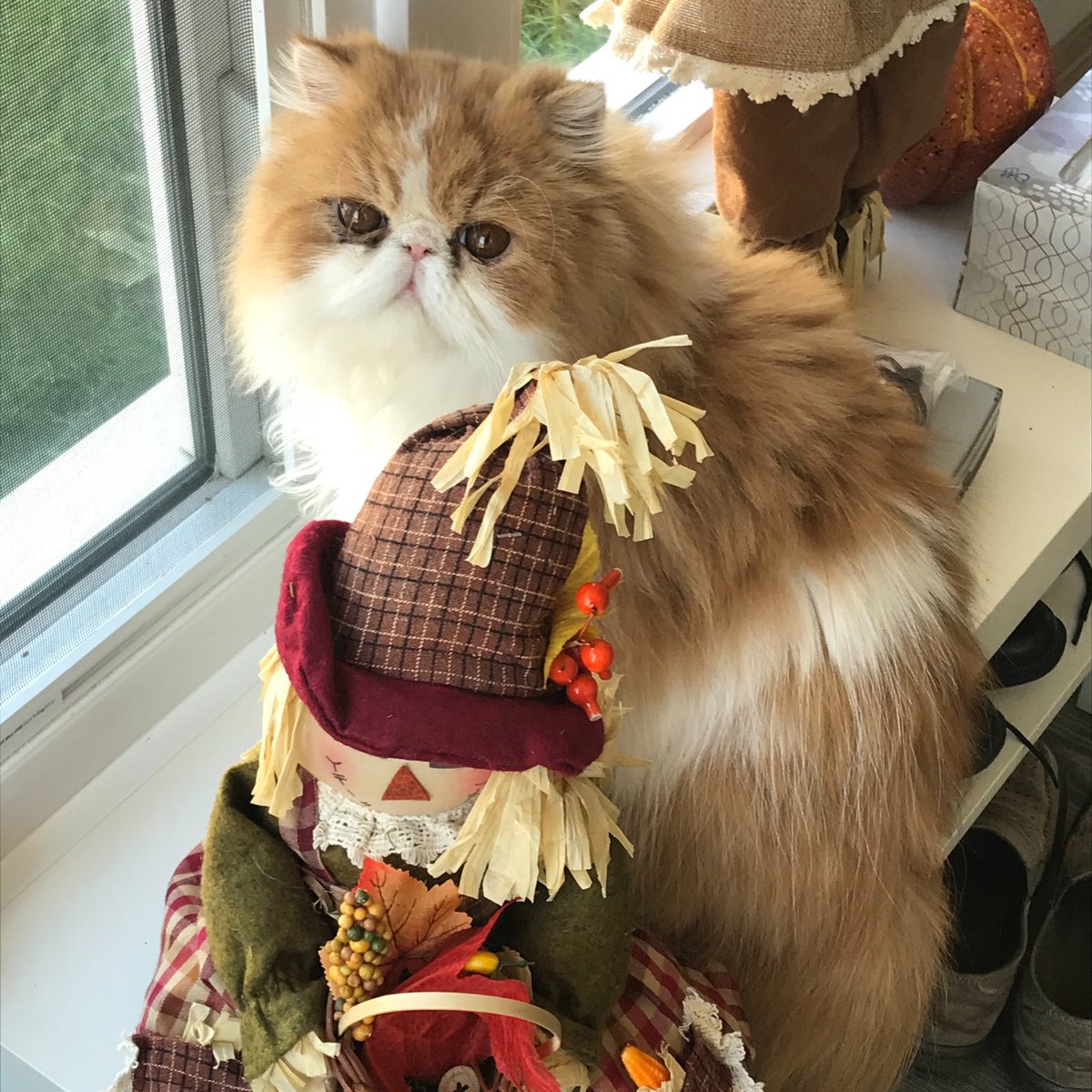 DrChales's tweet photo. Happy #Tuesday! It’s becoming a beautiful fall day here in Northern Michigan #cats #catsoftwitter #persian #catsofinstagram https://t.co/2kXe0K0oYH