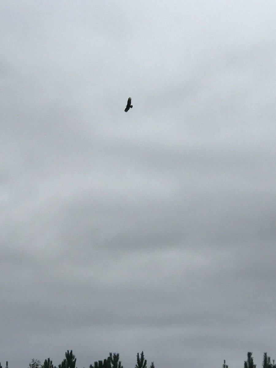 Spotted this guy SOARing over the soccer game today! #everyraveneveryday_edms