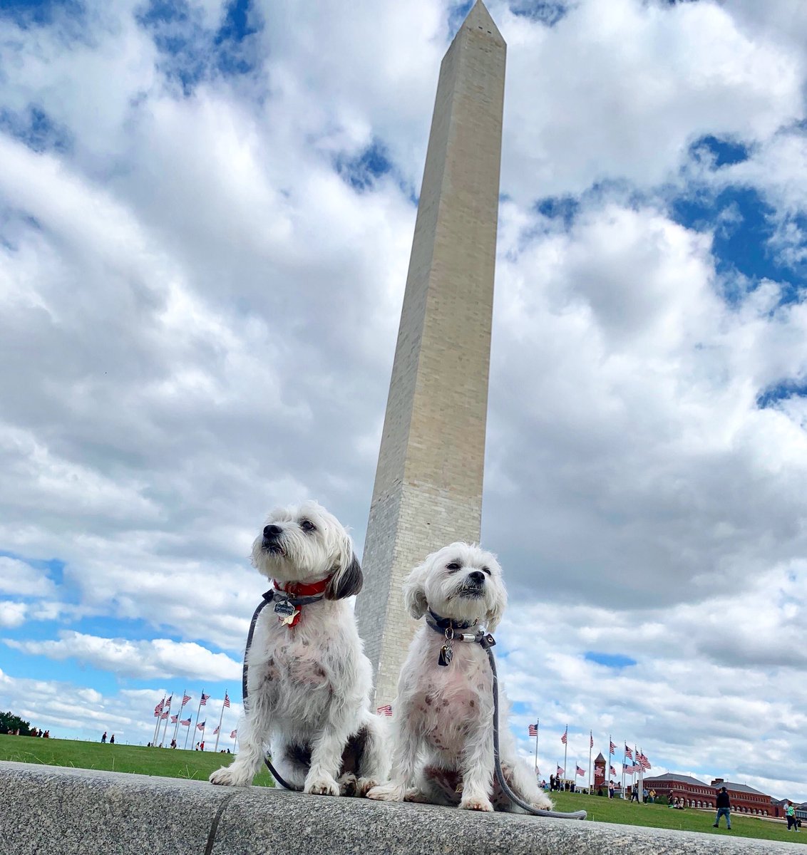 biggysmallz's tweet photo. We recently visited our nation’s capital in preparation for our next long walk… #staytuned for our big pawlitical announcement coming very soon! Make America Bark Again! #RescueAmerica❤️🐶💙
#MakeAmericaBarkAgain #Pawlicies #Pawlotics
#RescuePupsOfInsta #Elections #Politics https://t.co/BPTqbnVLPy