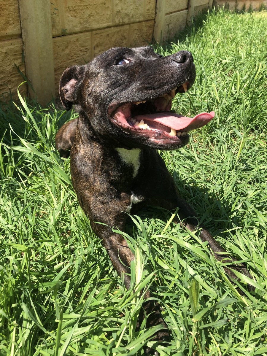 StaffyPatrol's tweet photo. Ohhh hey there 👀 I seen you looking #staffypatrol #ruby #crazyeyes #sideeyewednesday #happydoggy #staffysmiles #blackstaffies #dogsfortwitter #staffytweet #staffy #staffie #doggyplaytime #englishstaffys #englishstaffies https://t.co/OXO6uE8boL