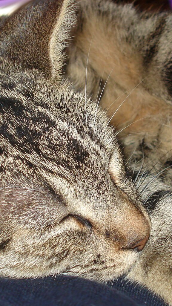 Listening to Cat Purring with @WhiteNoiseApp by @TMSOFTjbhn. Bc