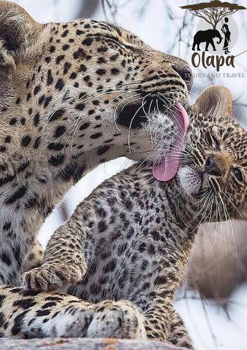 OlapaTours's tweet photo. Olapa Tours will be taking you for the Mashujaa Day Special.
Make your bookings https://t.co/Tam7F54mWs https://t.co/vgpfGojBJQ