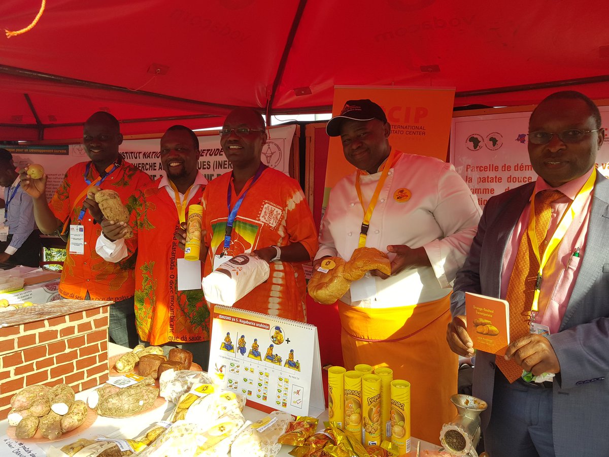 Taat_Africa's tweet image. #TAAT #OFSP Compact showcases the #OrangeFleshedSweetPotato - from technology to processing at #OBJIITACampus in Bukavu. @AfDB_Group @Cipotato @IITA_CGIAR @Ag_economist @RachelMulangala