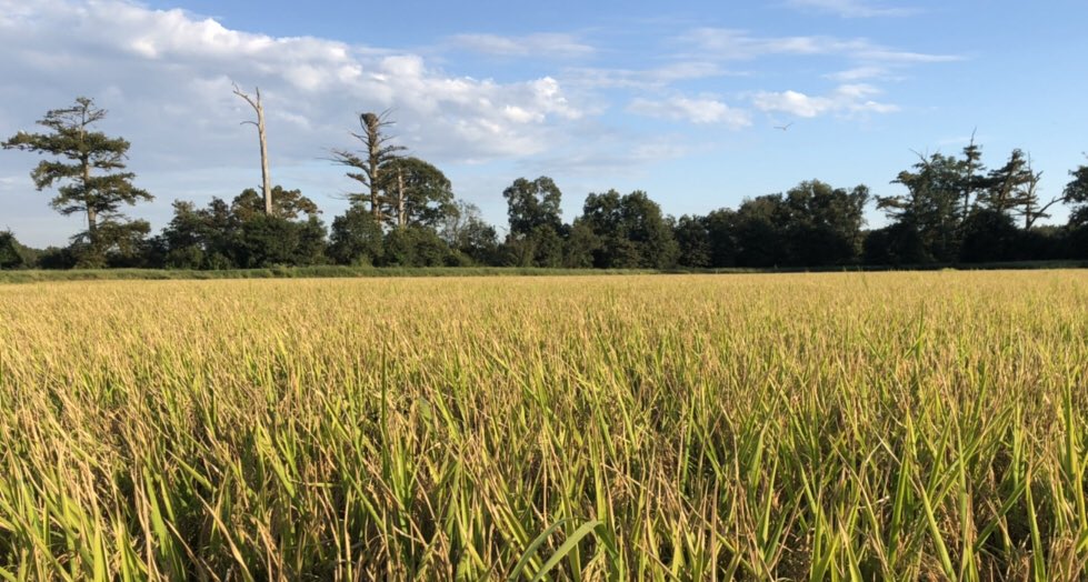 Mark Isbell tweet media