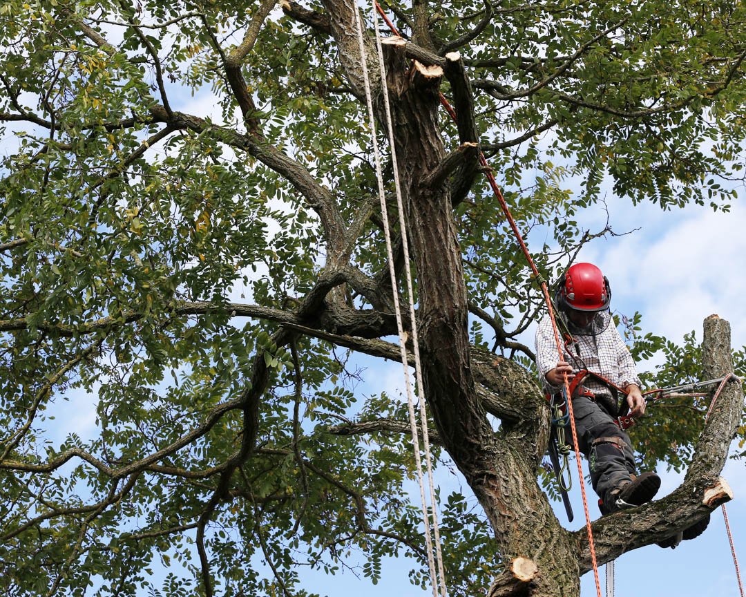 MarsamTree's tweet image. At #MarsamTreeService, we are focused on providing #customerexperiences that will leave you wondering how you could have ever worked with anyone else. Give Us A Call at # (828) 266-0397 today! #TreeService #TreeContractor #TreeCare #TreeRemoval #Arden28704 bit.ly/2TTTHOS