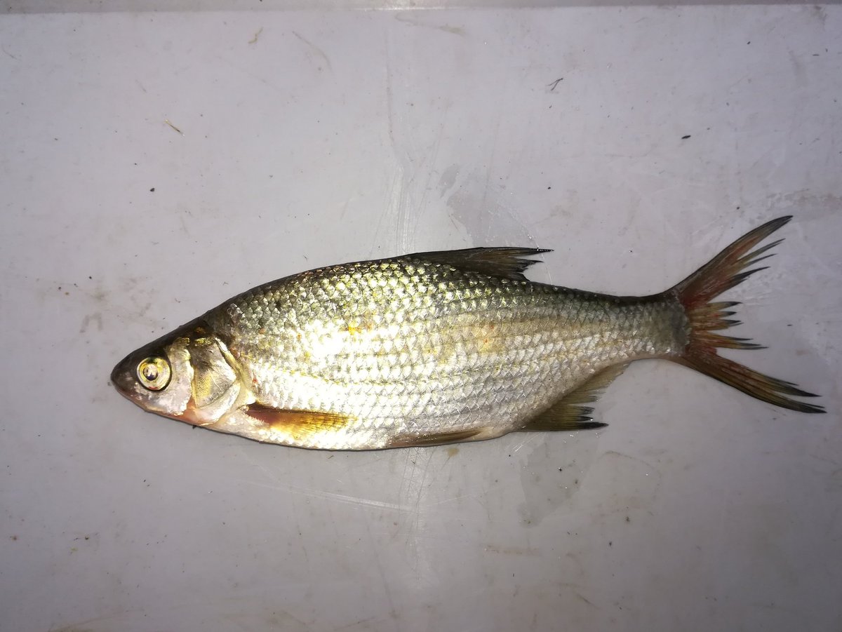 matern_sven's tweet photo. Last day of our regular #fieldwork in the #gravel_pit_project ended with intersting cyprinid hybrids, an #invasive #pumpkinseed and collecting #PITTags from fish that have been eaten by #cormorants
#phdlife https://t.co/Gp7L2yIzZ6