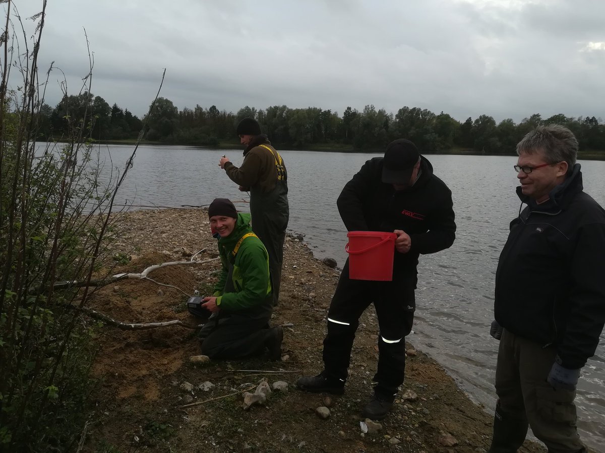 matern_sven's tweet photo. Last day of our regular #fieldwork in the #gravel_pit_project ended with intersting cyprinid hybrids, an #invasive #pumpkinseed and collecting #PITTags from fish that have been eaten by #cormorants
#phdlife https://t.co/Gp7L2yIzZ6