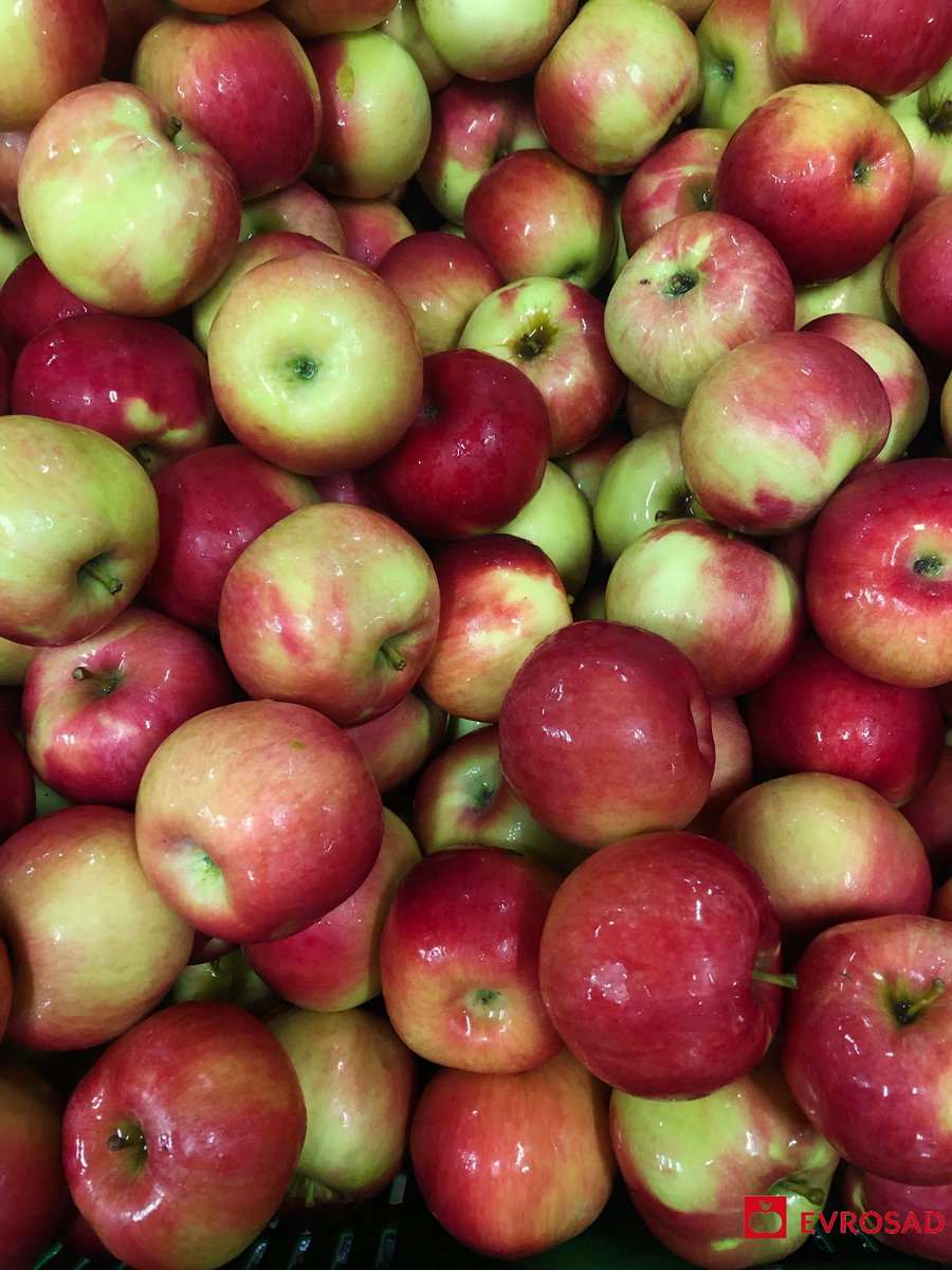 evrosad's tweet photo. Letošnji Idared je vrhunske kvalitete!🍎
#evrosad #jabolka #sadjarstvo #nature #apples #topfruit #freshideas #slovenia #izbranakakovost #idared https://t.co/RsXk6J82WM