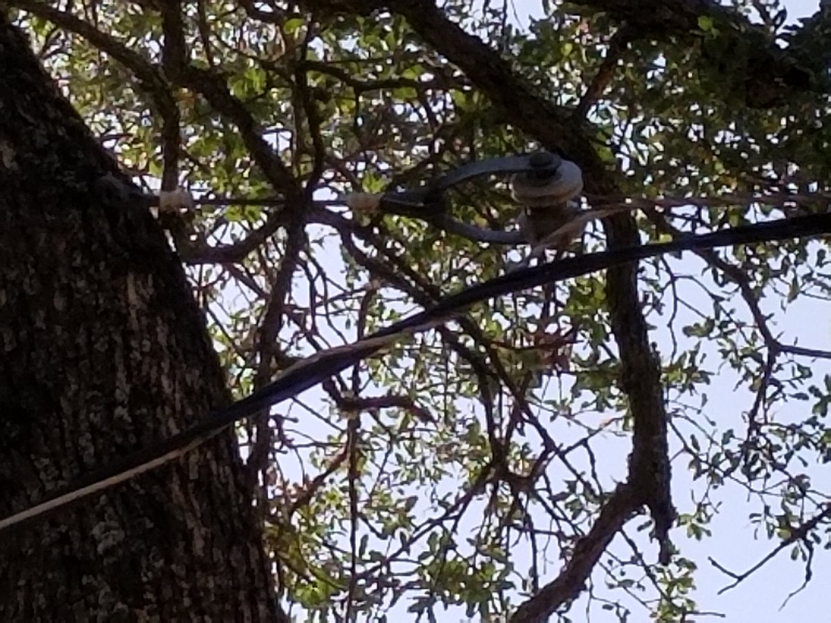 LizAnne1959's tweet photo. PLEASE SHARE!!
CA PG&amp;E FIRE SAFETY OUTAGES
   IF PG&amp;E were so worried about fire safety, they would move the power line they have attached to my old oak tree. We've called, written, had PG&amp;E person out (who agreed with the danger), but nothing has been done.  #PGE #firehazard https://t.co/D5ShtgD3zU
