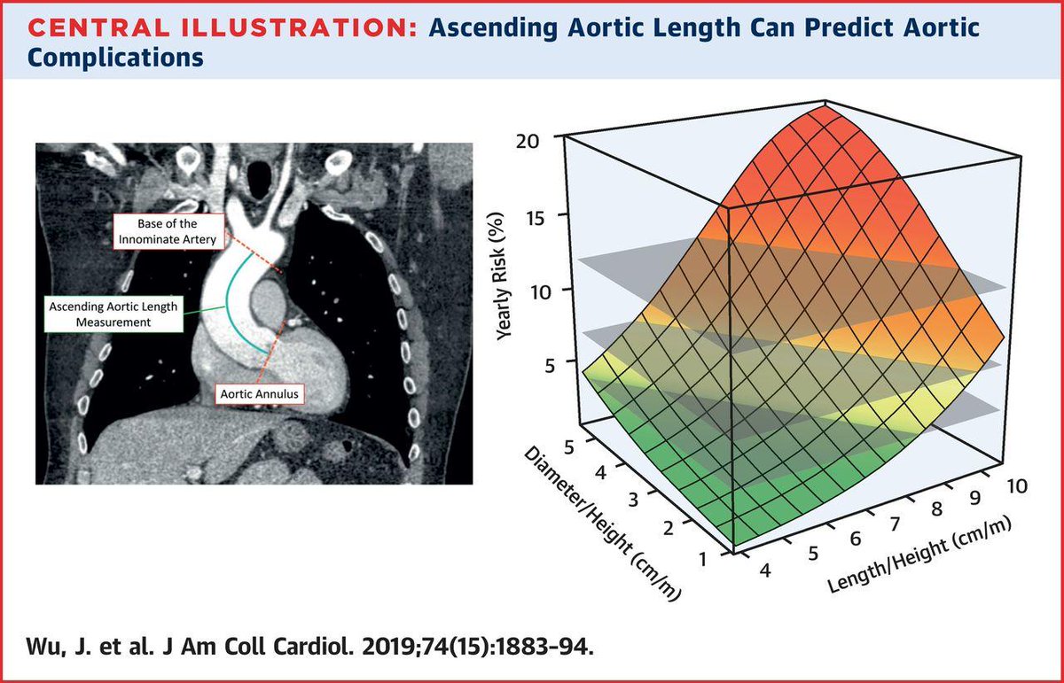Can aortic length measurement help in thoracic aortic aneurysm prognostication? fal.cn/34nfP @PKU1898 @YaleMed #JACC