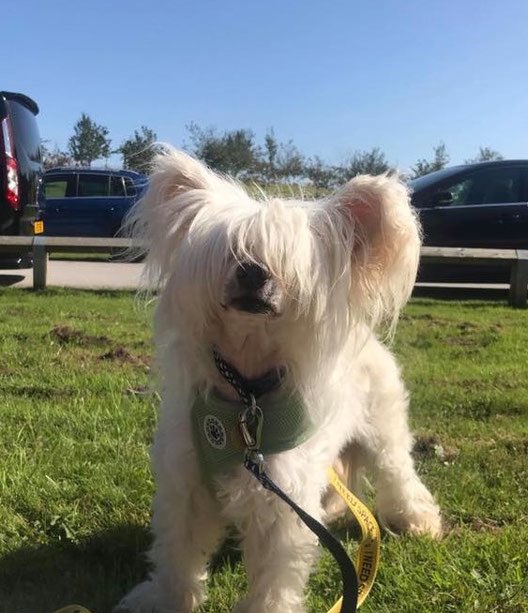 CCCGBR's tweet photo. #rehomehour Marvin is looking for a forever home 🏡 Please get in touch if you are interested in giving him a home 🏡 https://t.co/epM6W1y8I8 https://t.co/Vycbl5Rmys