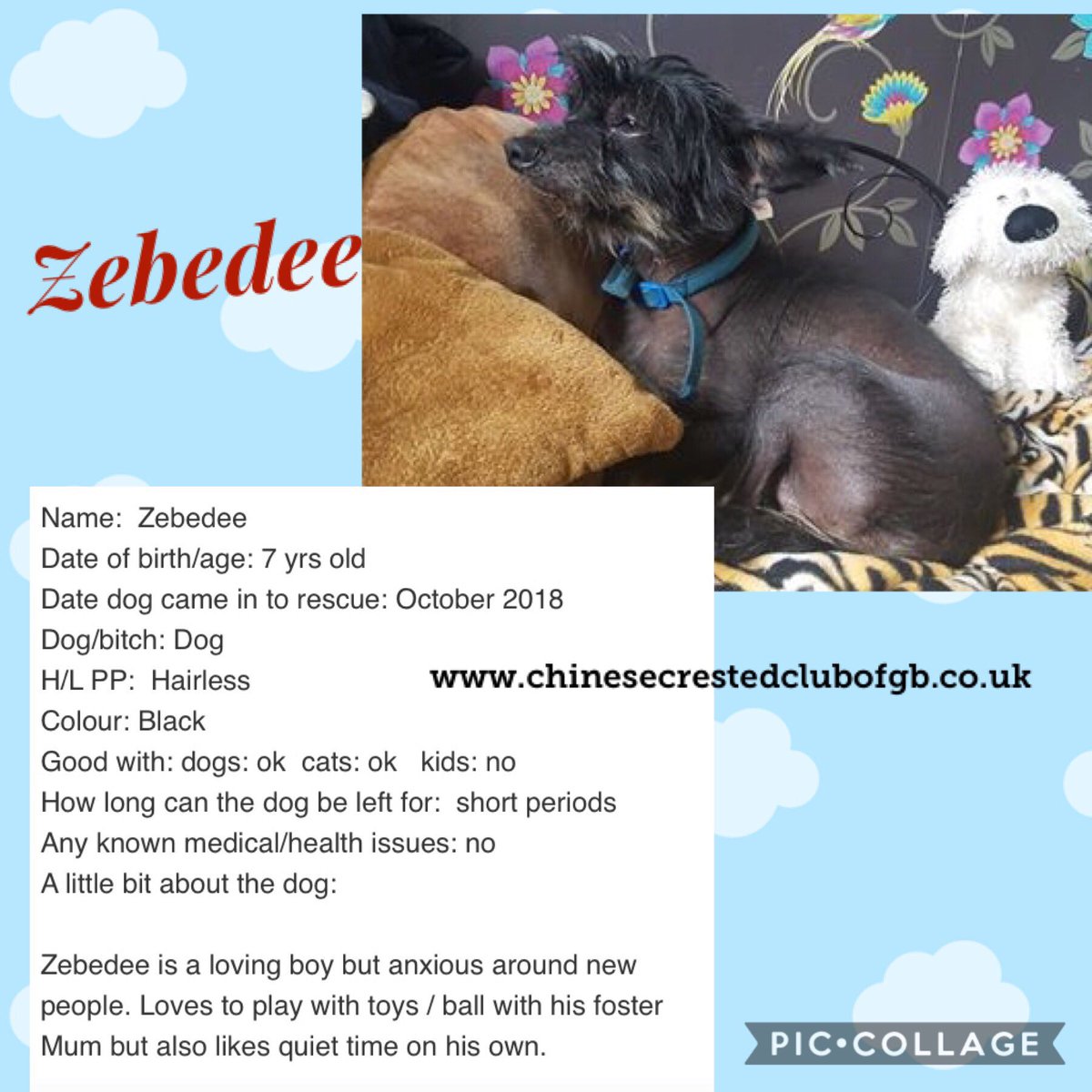 CCCGBR's tweet photo. #rehomehour Chinese Crested dogs all looking for a wonderful forever home 🏡 https://t.co/epM6W1y8I8 https://t.co/VDDa2BtIM3
