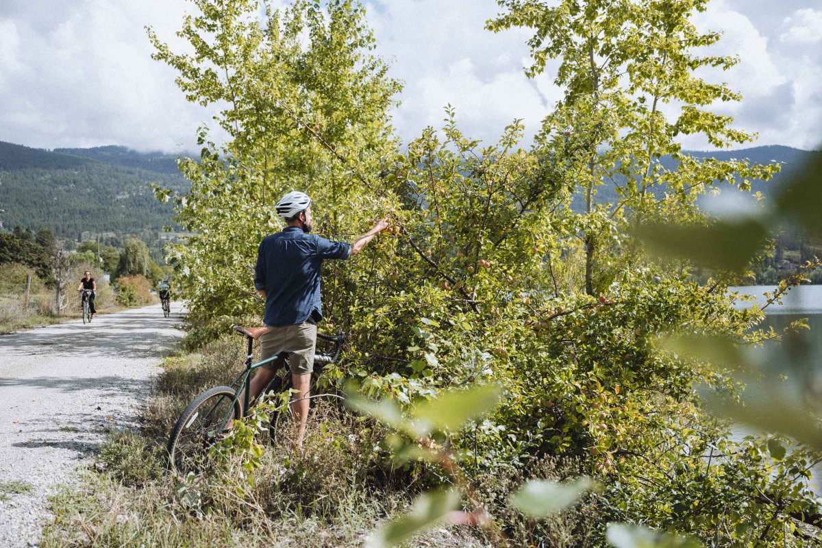 fieldforestco's tweet photo. Out here living our best life in Kelowna. Found a few apple trees while biking the new Okanagan Rail Trail from downtown to Kalamalka Lake / #explorekelowna https://t.co/ie7lKhqmj1