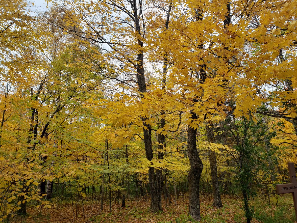 SrLisa's tweet photo. @DuluthMonastery @StScholastica
#FallBeauty https://t.co/NGkS4jW6hV